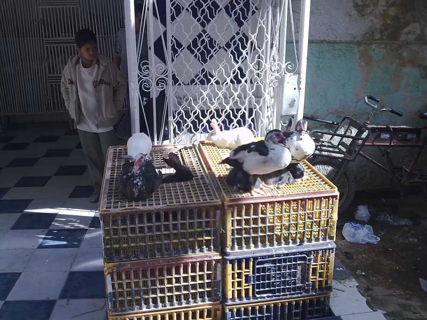 Ducks and a white rabbit sitting on stacked plastic crates outside building entrance.