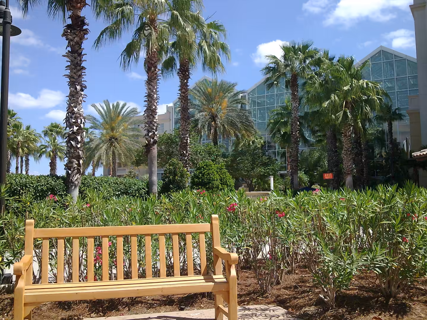 Wooden bench in lush tropical gardens with palm trees and glass atrium at Gaylord Palms near Orlando.