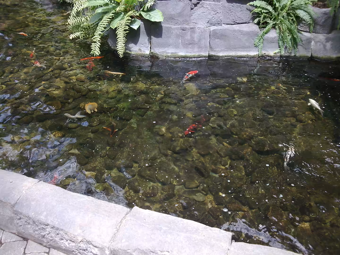 Clear koi pond with colorful fish and stone edging inside Gaylord Palms Resort in Orlando, Florida.