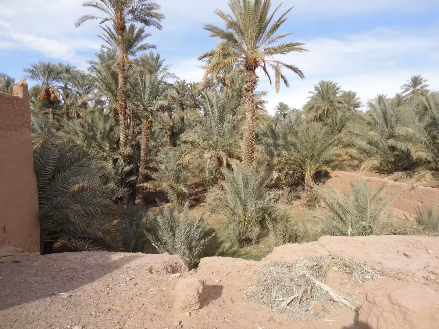 Dense palm trees growing behind low earthen walls in a desert oasis.