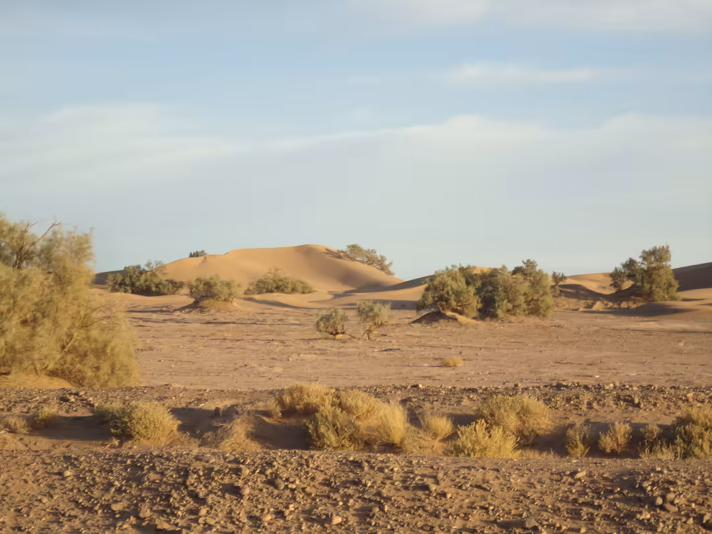 Low sand dunes with scattered desert shrubs under soft evening light in southern Morocco.
