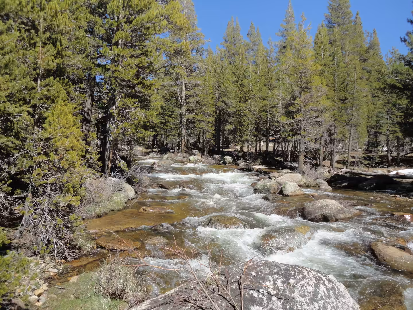 Fast-flowing mountain creek over granite rocks in a pine forest