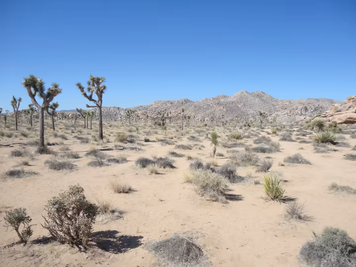 Joshua tree forest with sandy desert floor and rocky hills