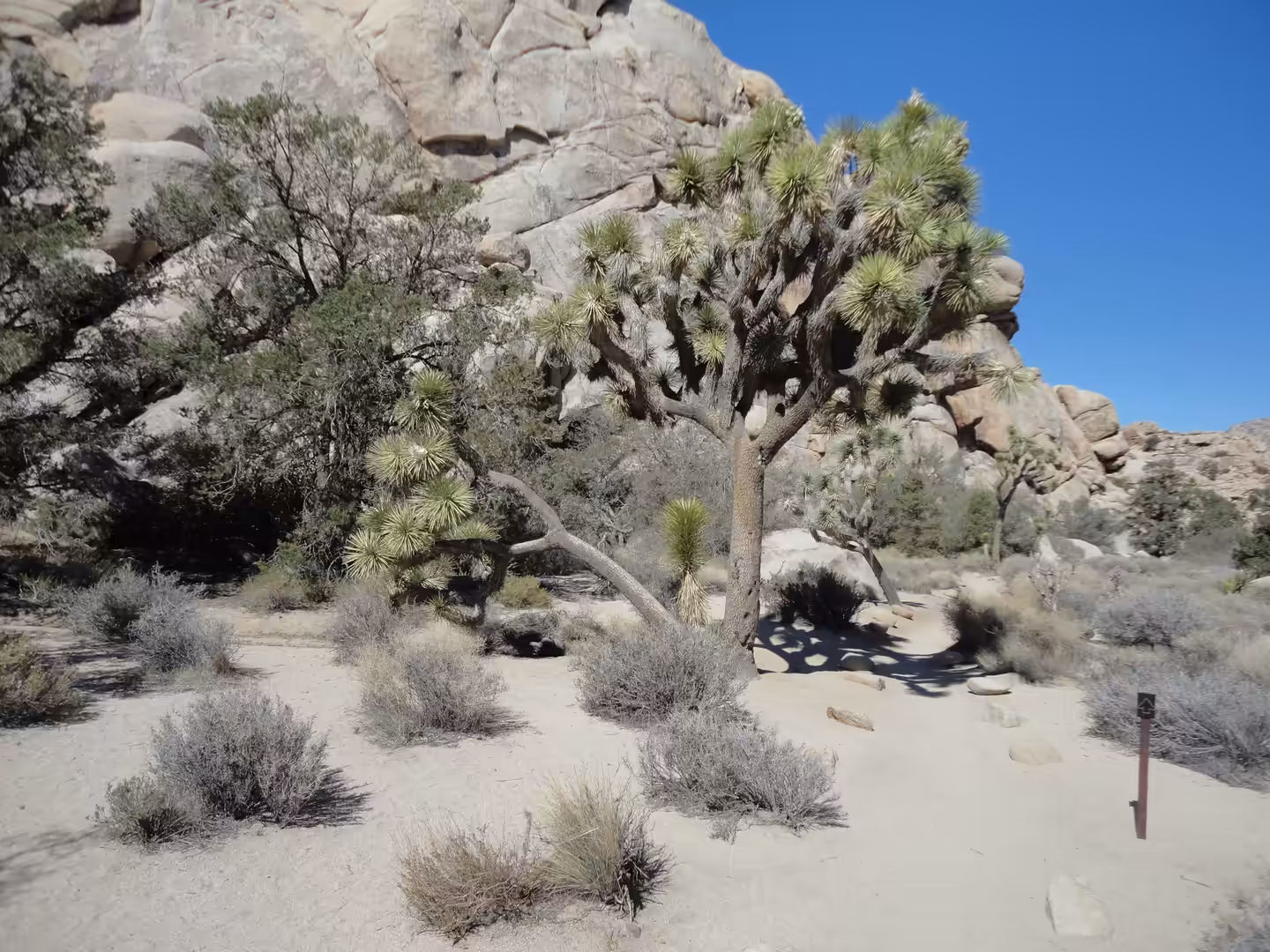 Joshua tree beside a sandy trail and towering granite rock wall