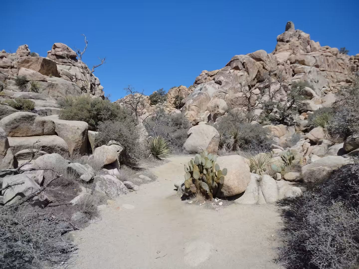 Sandy desert trail winding between granite boulders and cacti