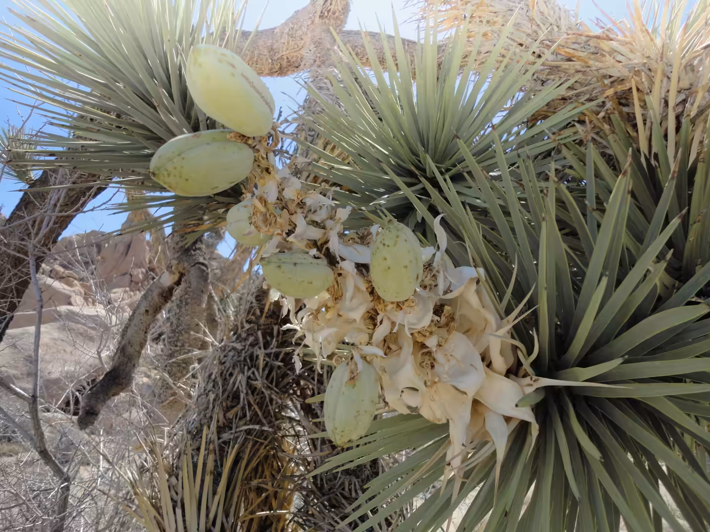 Close-up of Joshua tree seed pods and spiky leaves against blue sky