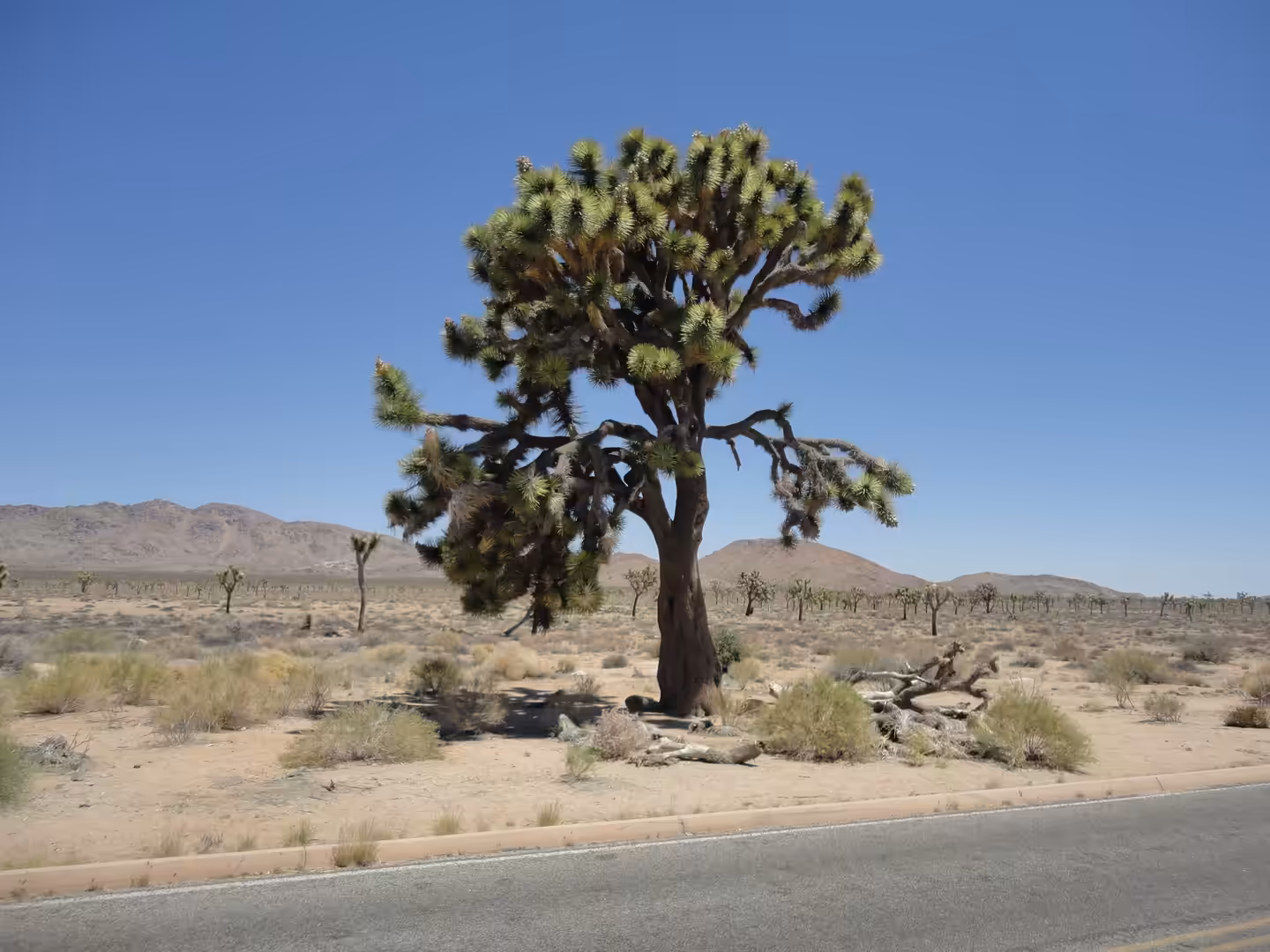 Large Joshua tree standing beside a desert road with distant hills