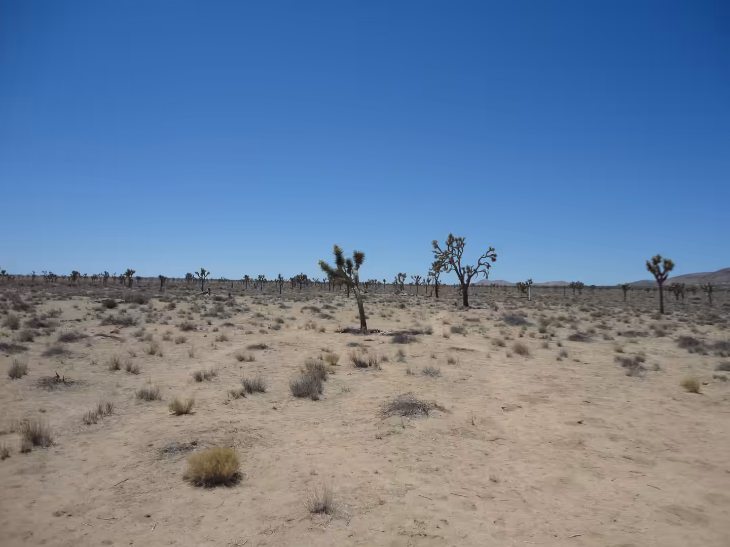 Sparse Joshua trees scattered across a flat desert plain under a clear blue sky