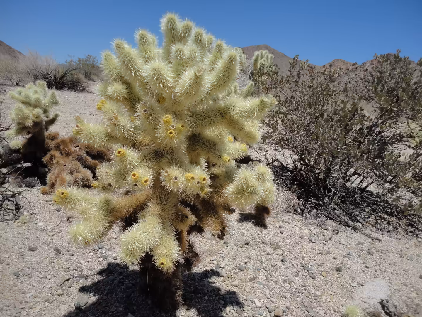 A large teddy bear cholla cactus with pale yellow spines growing in a rocky desert landscape