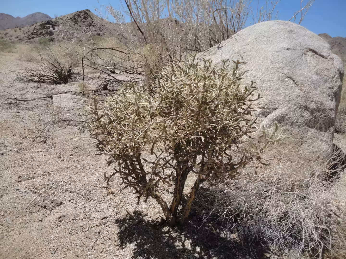 A thorny desert shrub with many short, spiny branches growing beside a large pale boulder