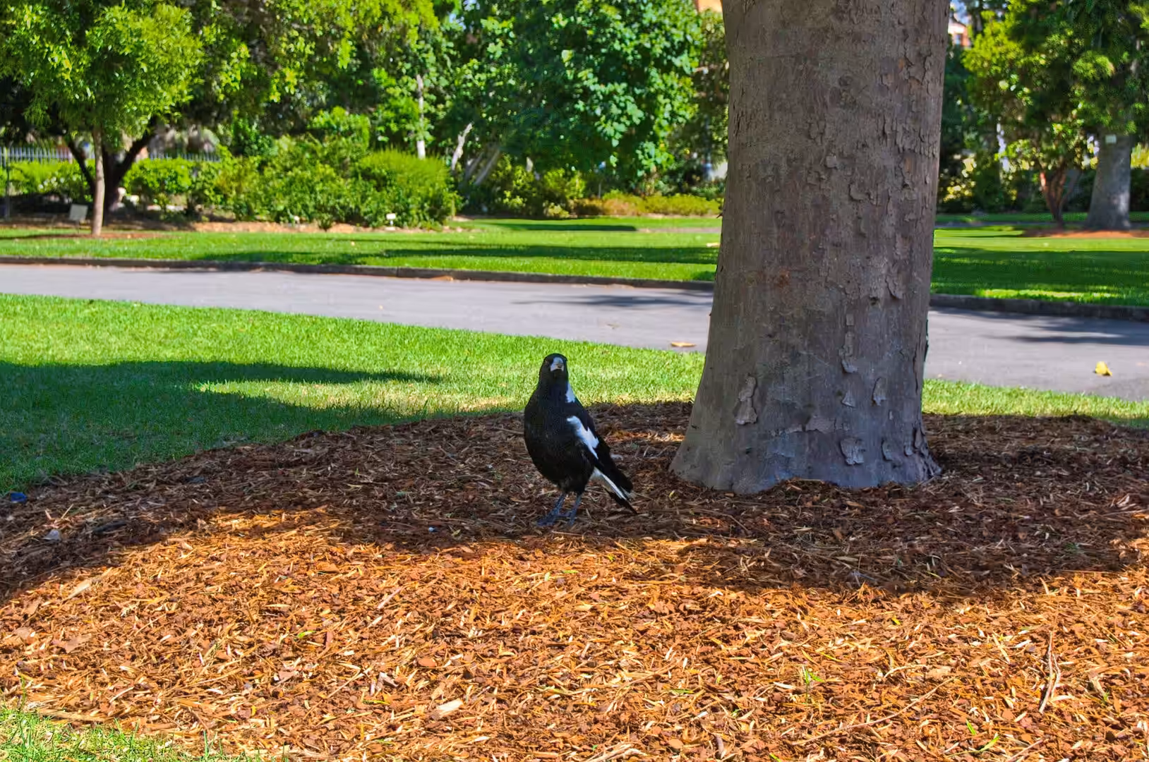 A black-and-white magpie perches on wood-chip mulch beside a thick grey tree trunk.