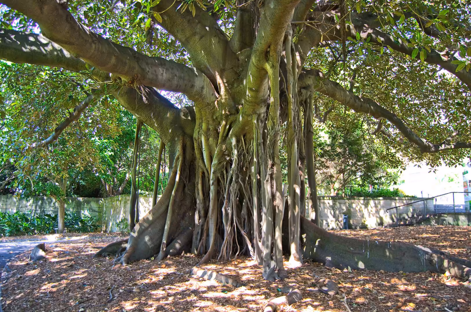 A massive fig tree with thick buttress roots spreading over a shaded park floor.