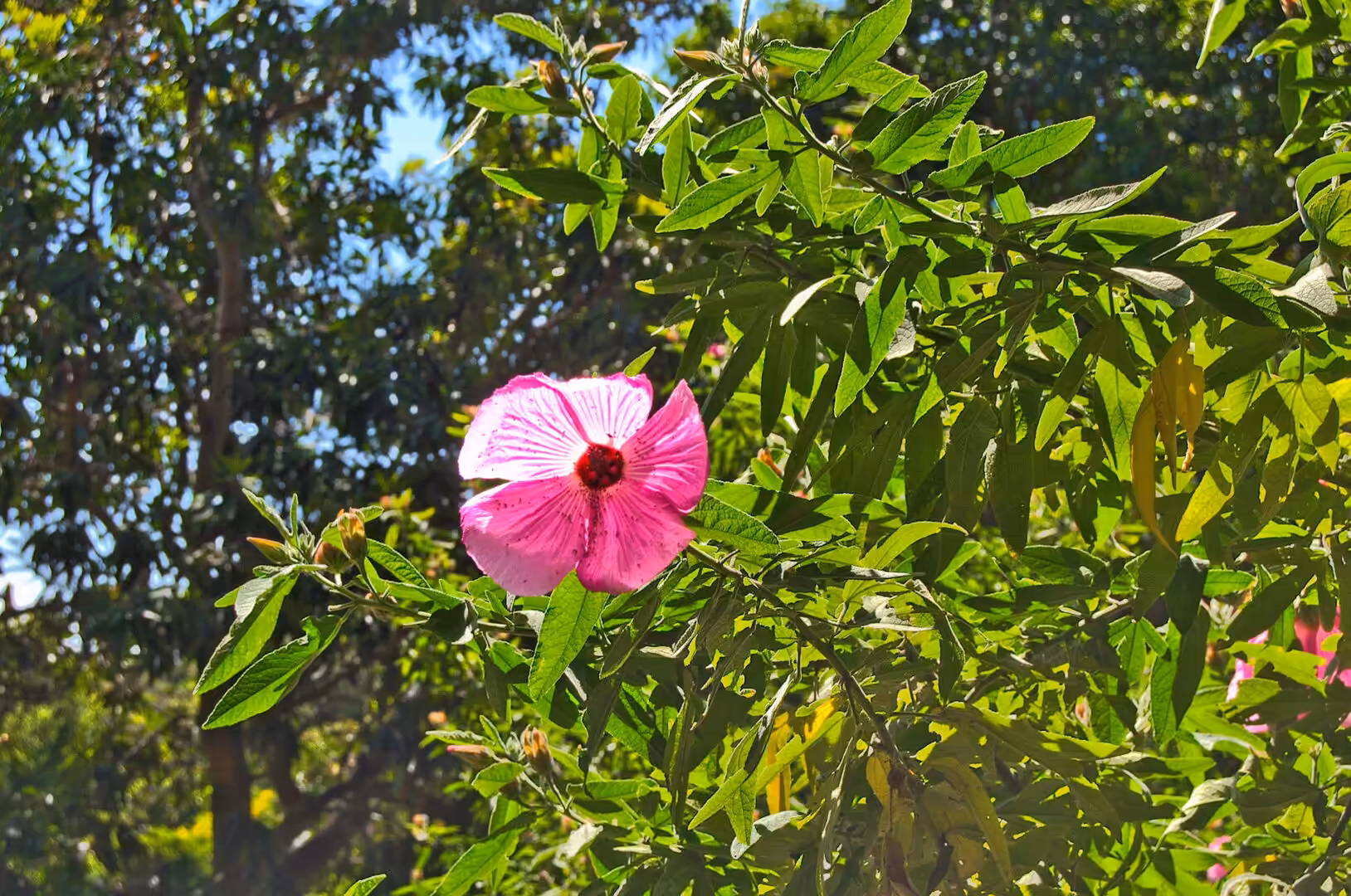 A single pink hibiscus bloom stands out among bright green foliage and closed buds.