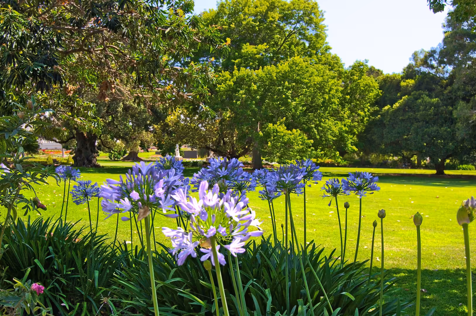 Clusters of blue agapanthus flowers bloom in front of a sunlit park lawn.