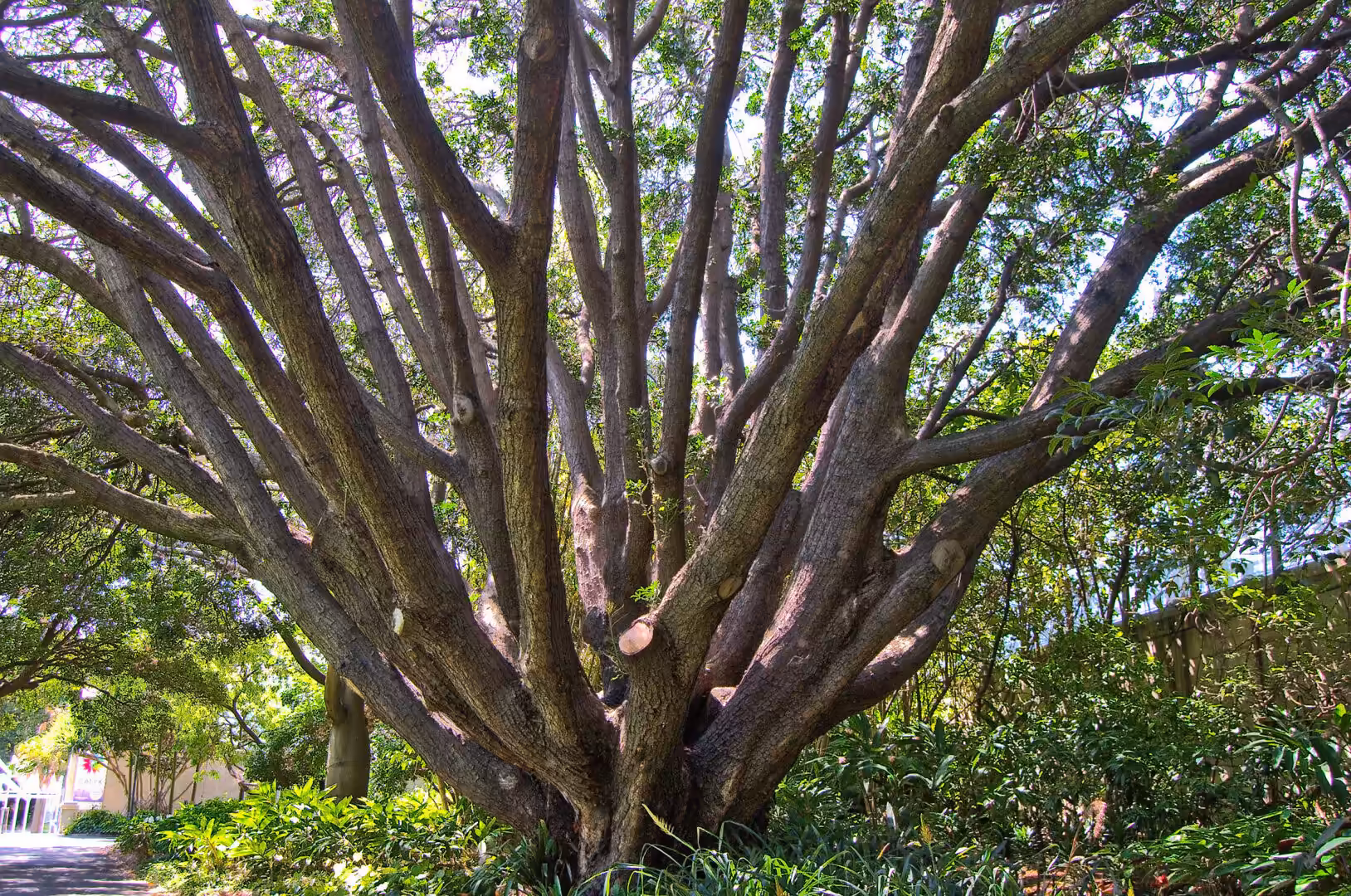 A multi-stemmed tree fans out into many radiating branches above a shady garden.