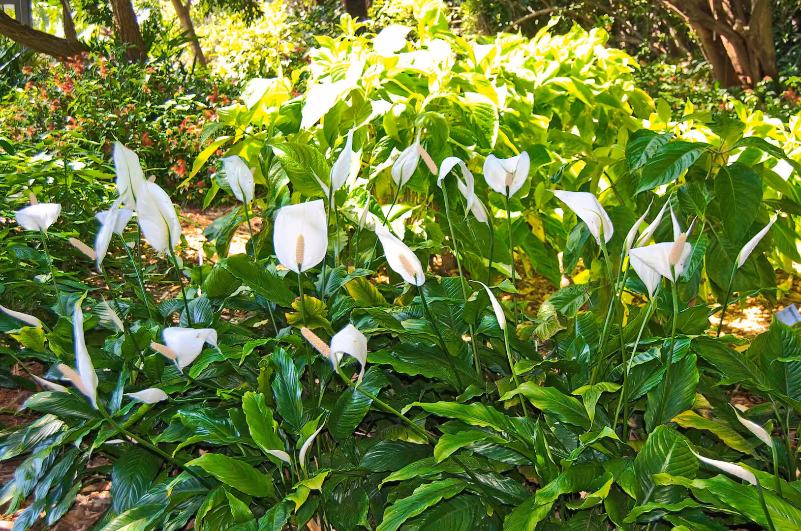 A dense clump of white peace lily flowers with glossy green leaves fills a sheltered garden bed.