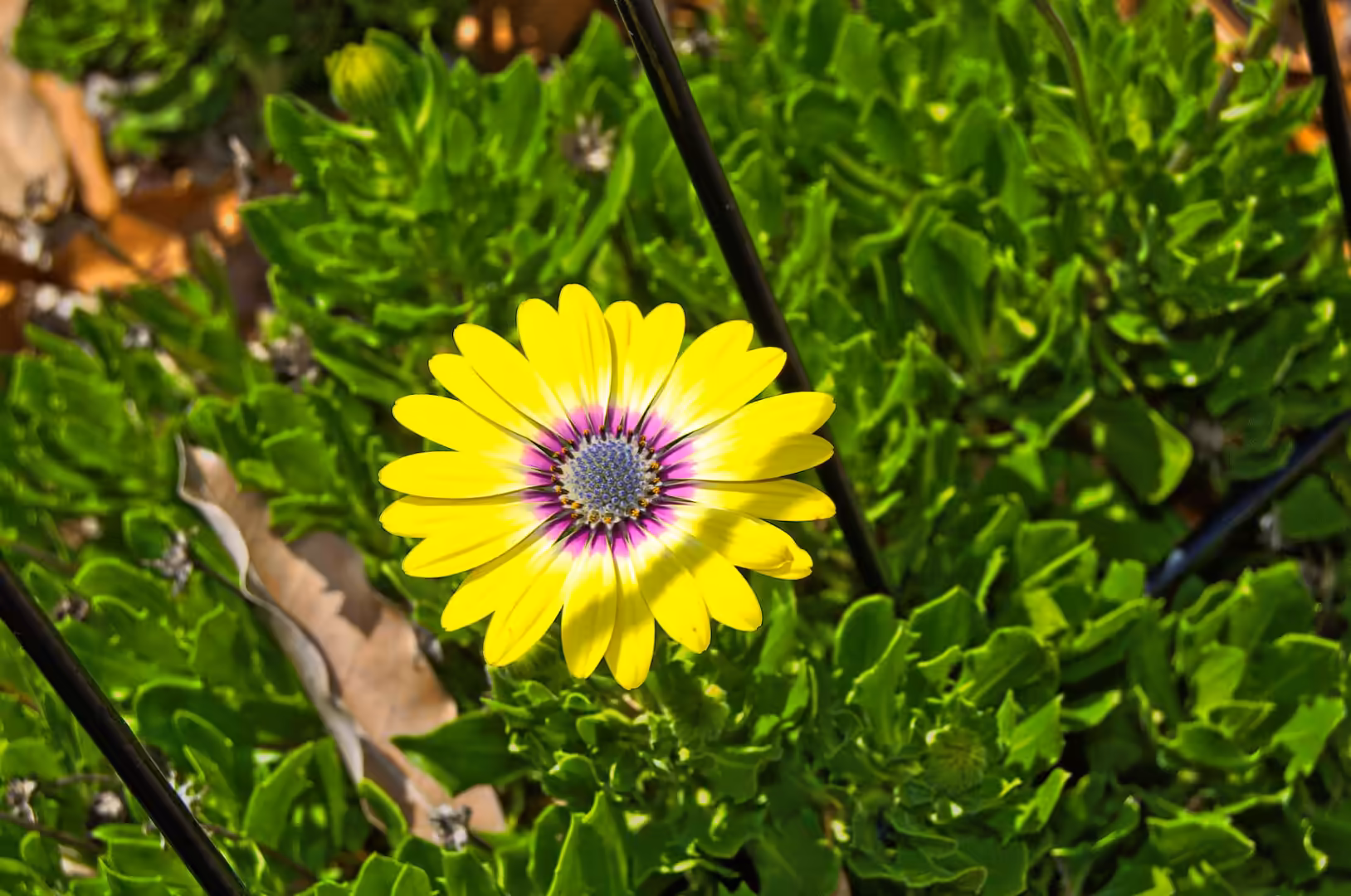 A single yellow flower with a purple ring and blue center blooms against a dark leafy backdrop.