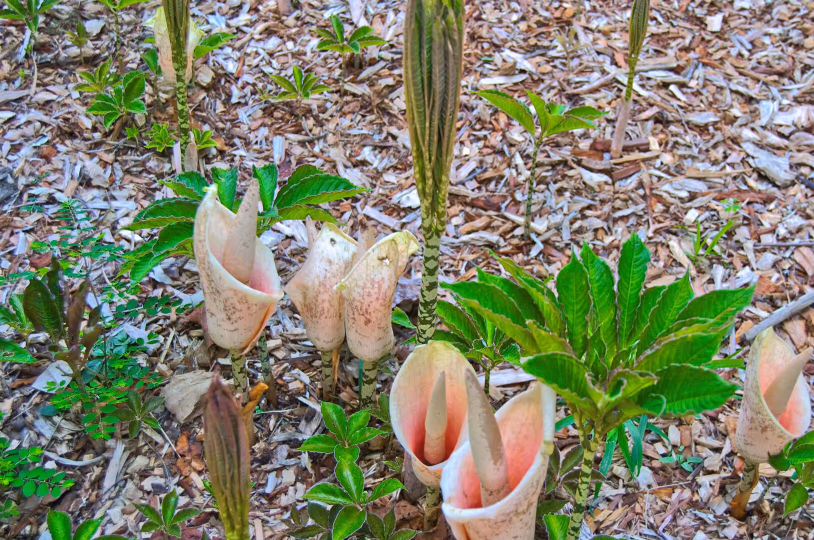 Unusual cobra-shaped pink and cream flowers rise from a garden bed covered in wood mulch.