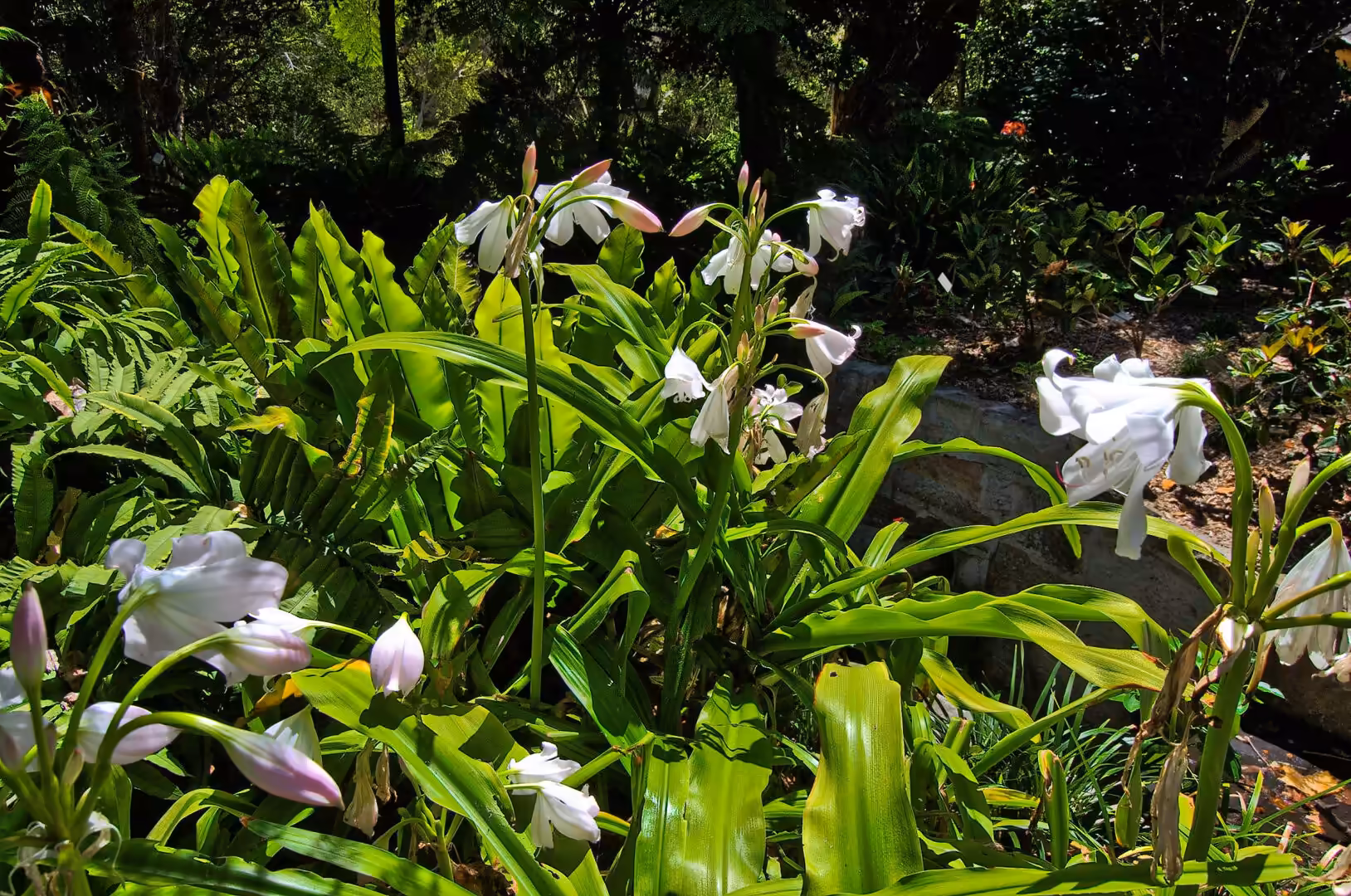 Tall stalks of white trumpet flowers with pink buds bloom among broad green leaves in a shaded garden.