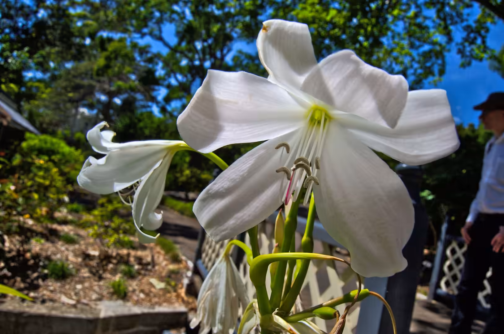 A large white lily opens in sharp focus while a blurred figure walks past a garden path behind it.