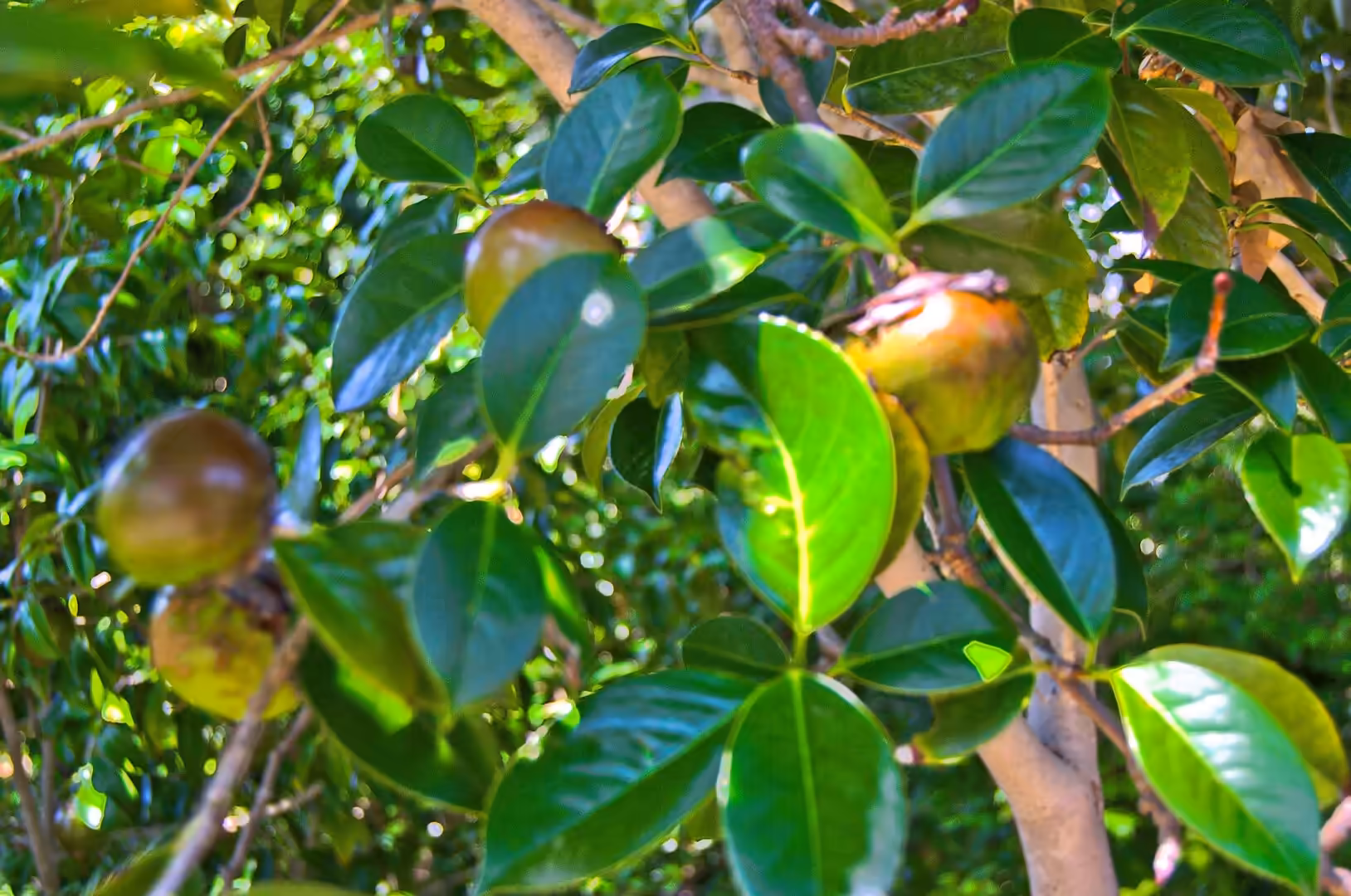 Round green fruits dangle from a branch surrounded by glossy leaves catching the light.