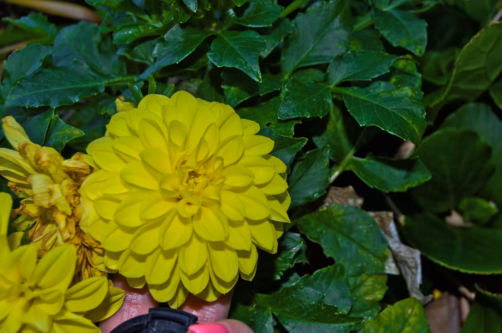 A hand wearing a black watch cradles a bright yellow dahlia against dark green leaves.