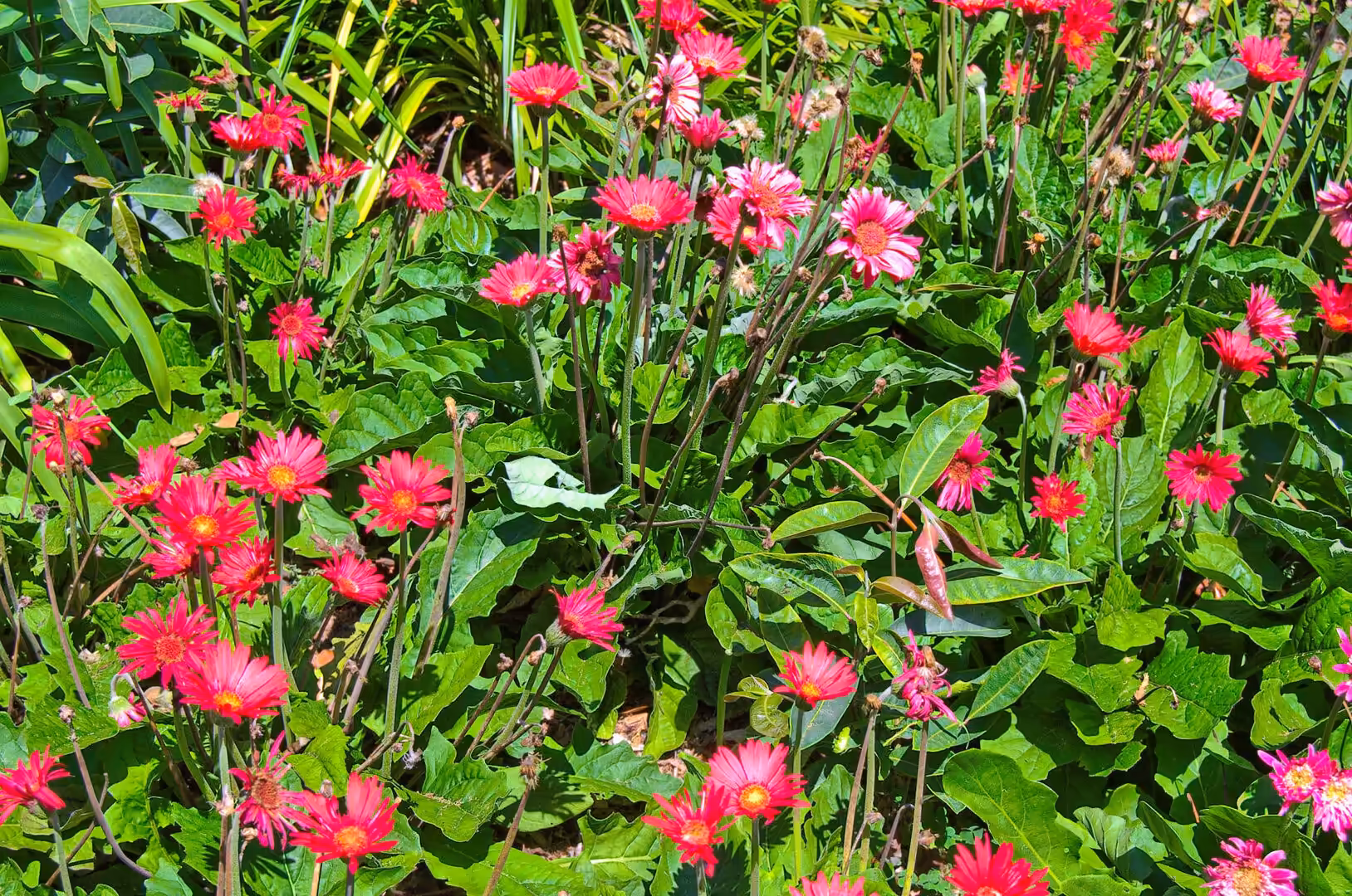 A dense patch of pink and magenta daisies opens among green leaves.