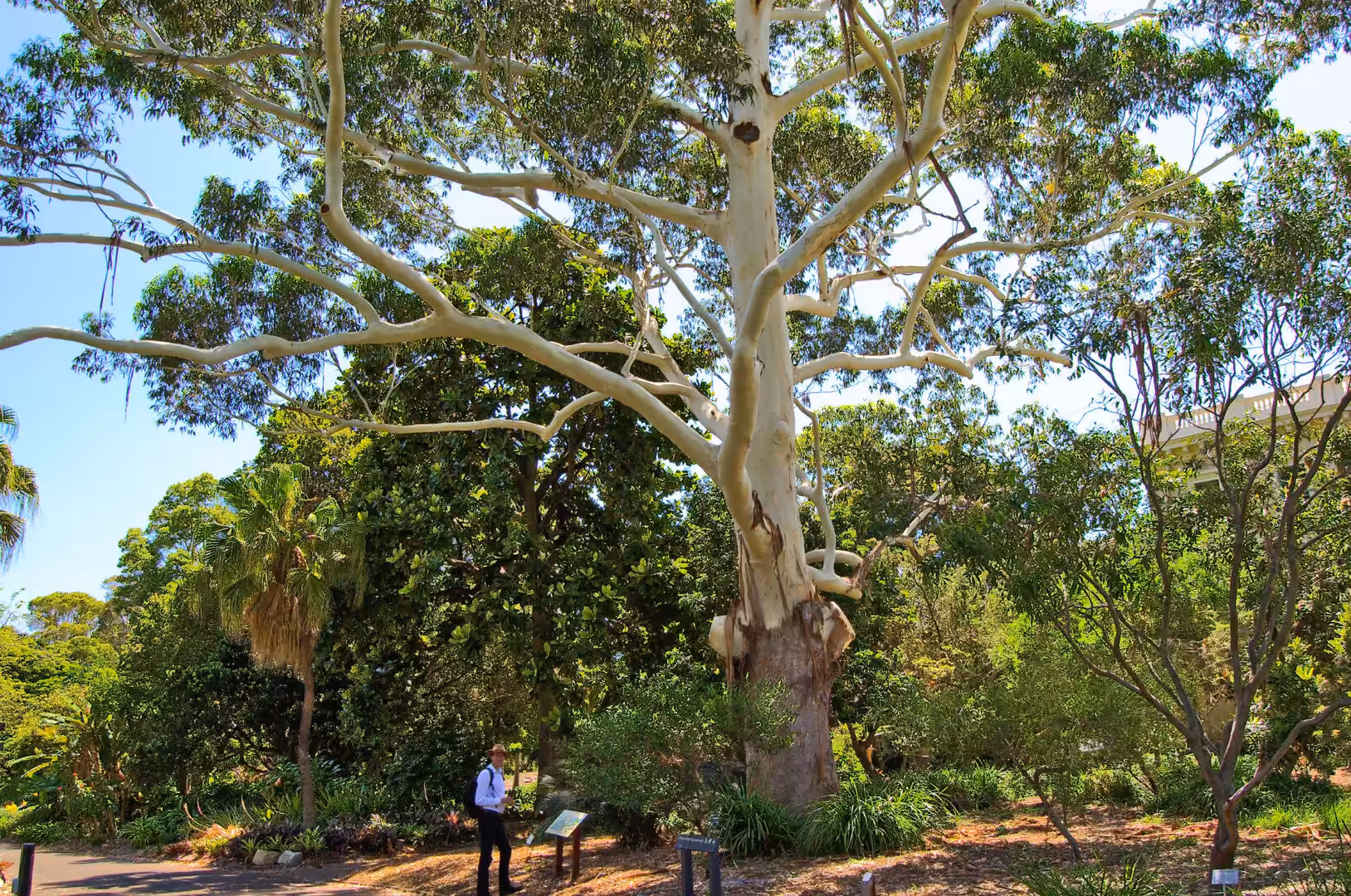 A giant smooth-barked eucalyptus rises above a person standing at its base.
