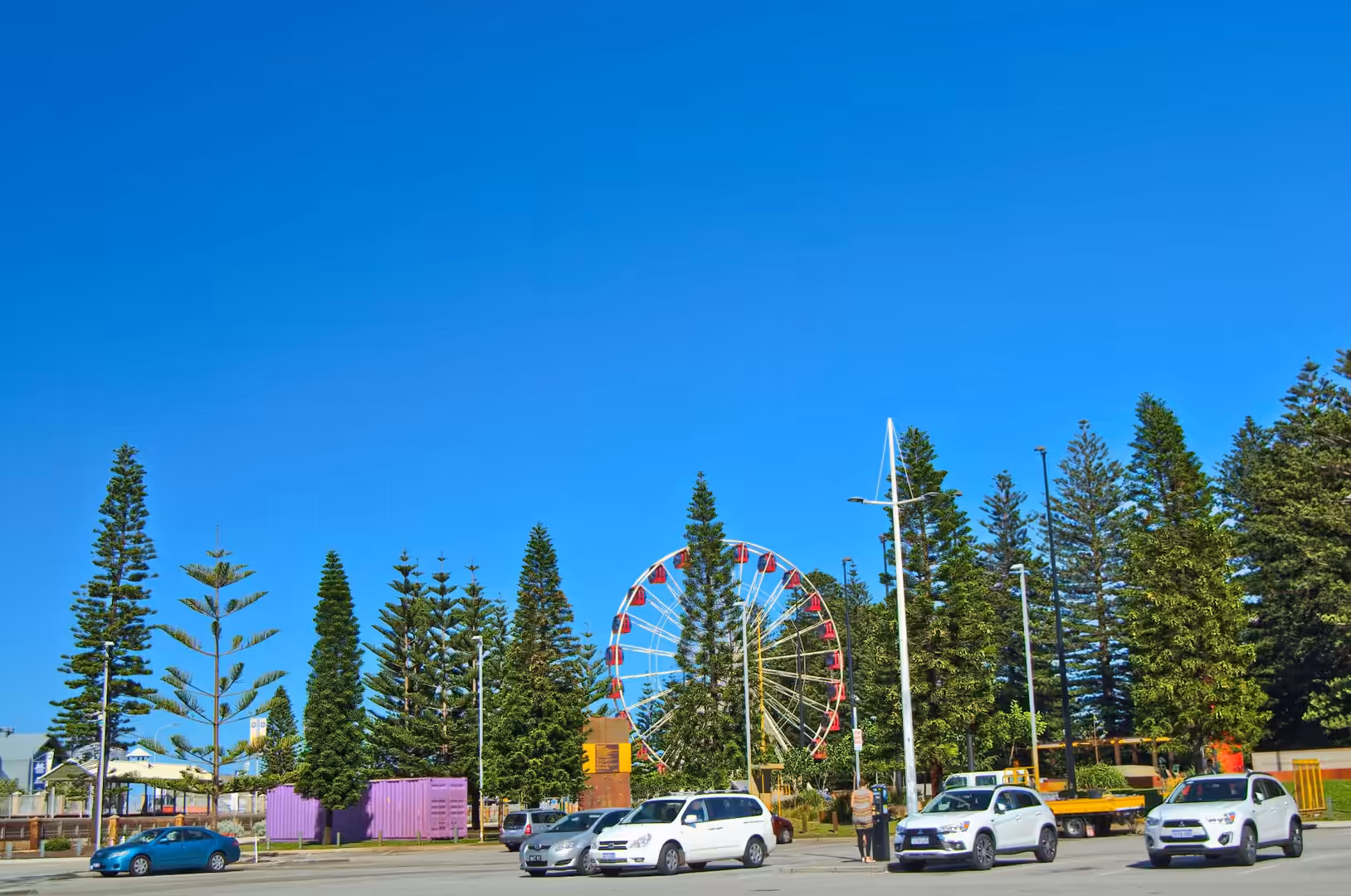 A white and red Ferris wheel peeks out behind tall Norfolk pines at a coastal park.