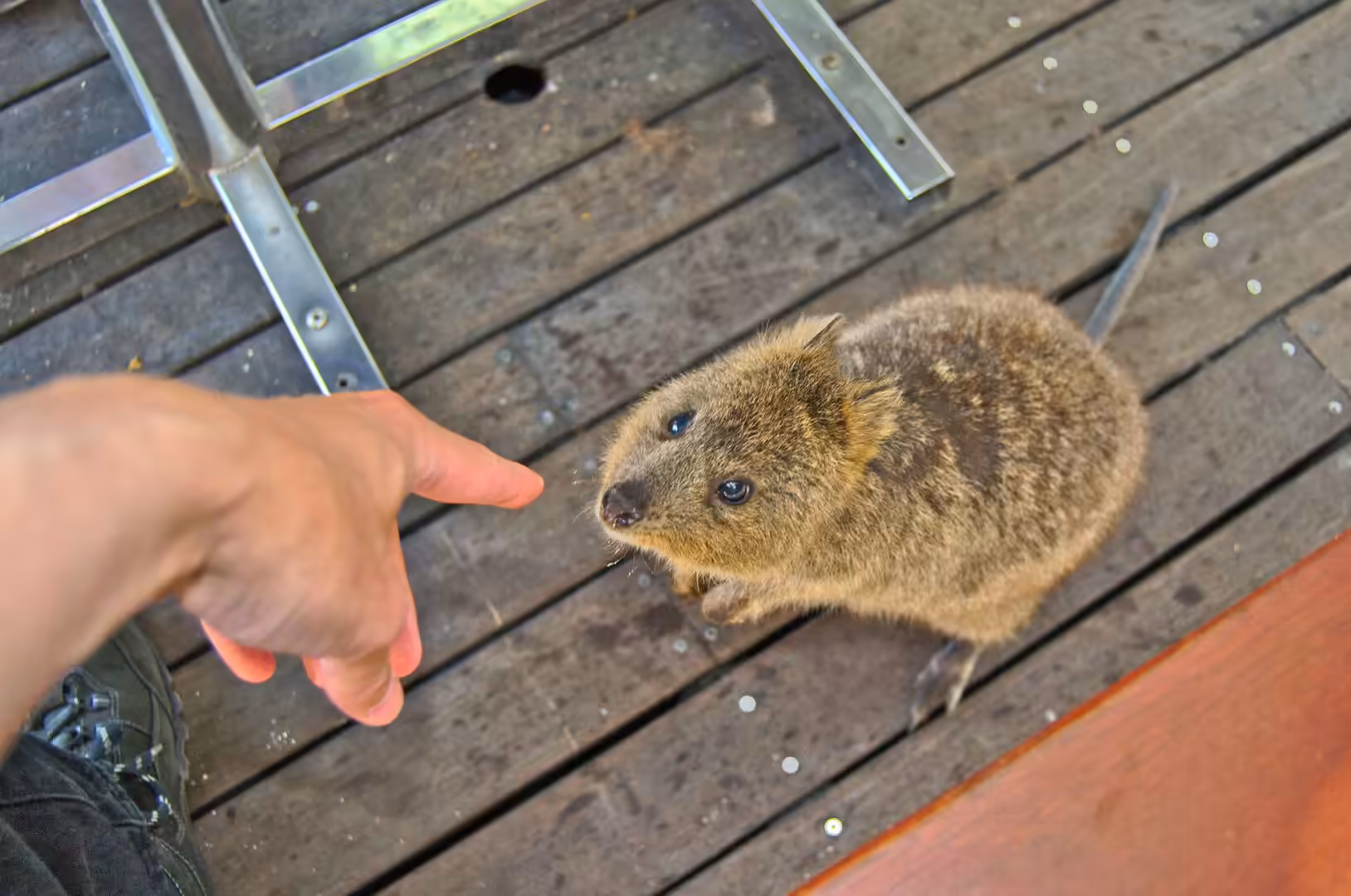 A quokka eyes a human hand pointing toward it on a timber boardwalk.