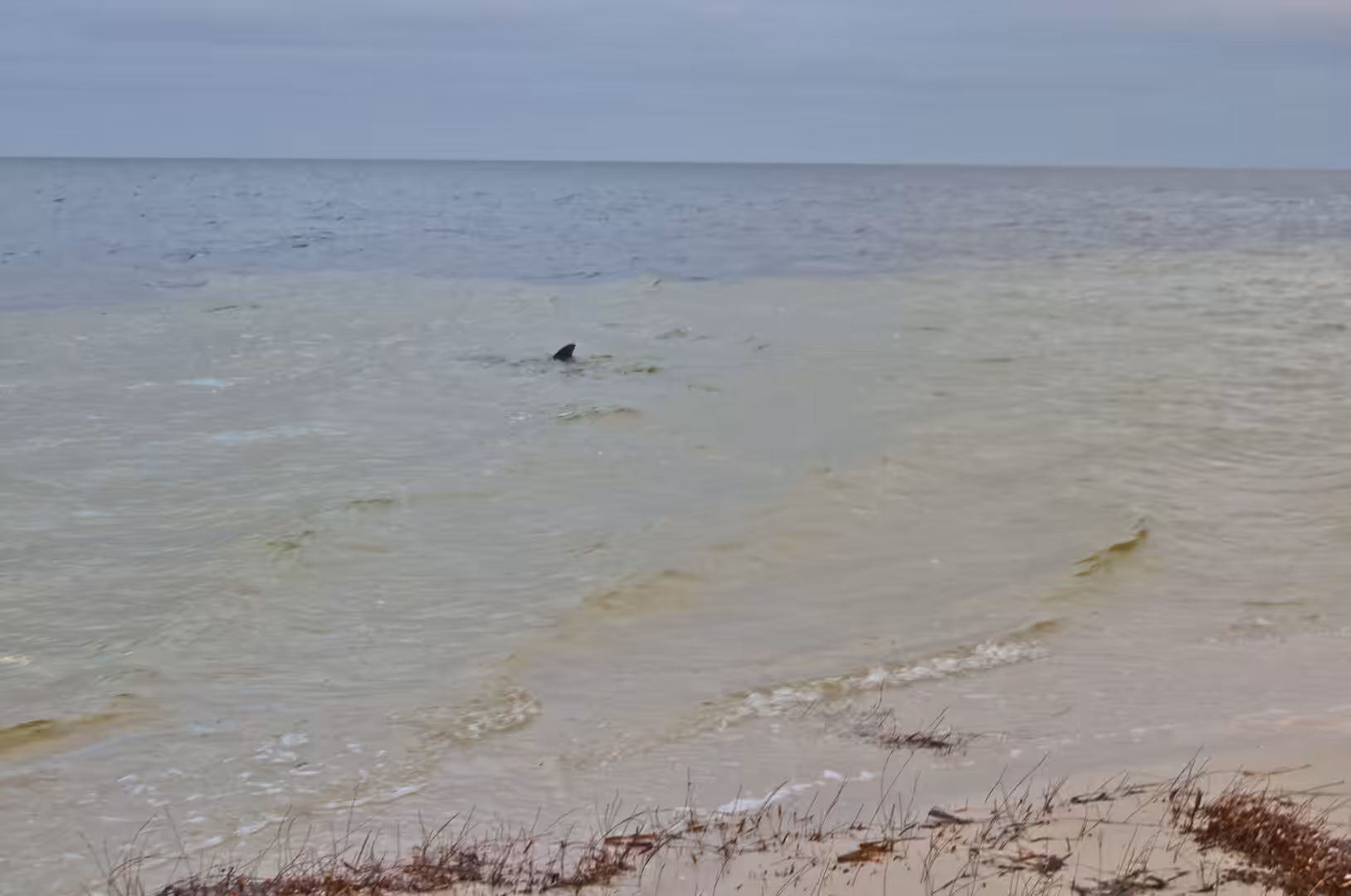 A dark shape rises above the pale green sea near a sandy shore.