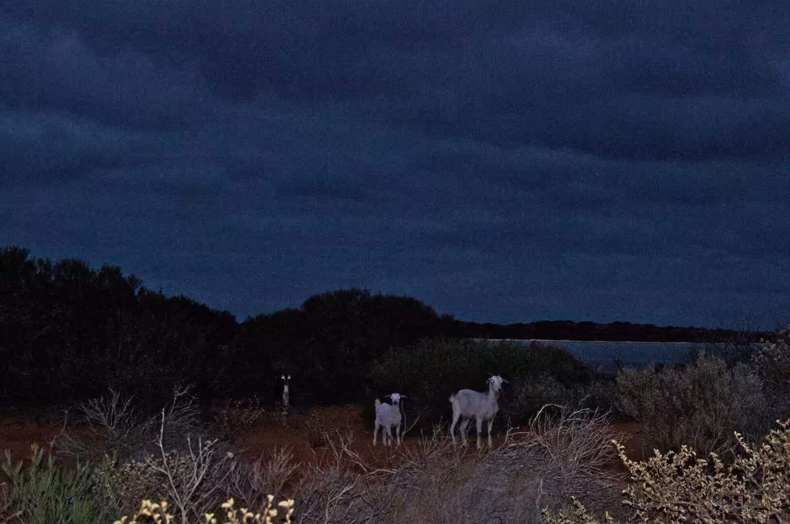 Three small pale animals stand in low scrub under a dim dusk sky.