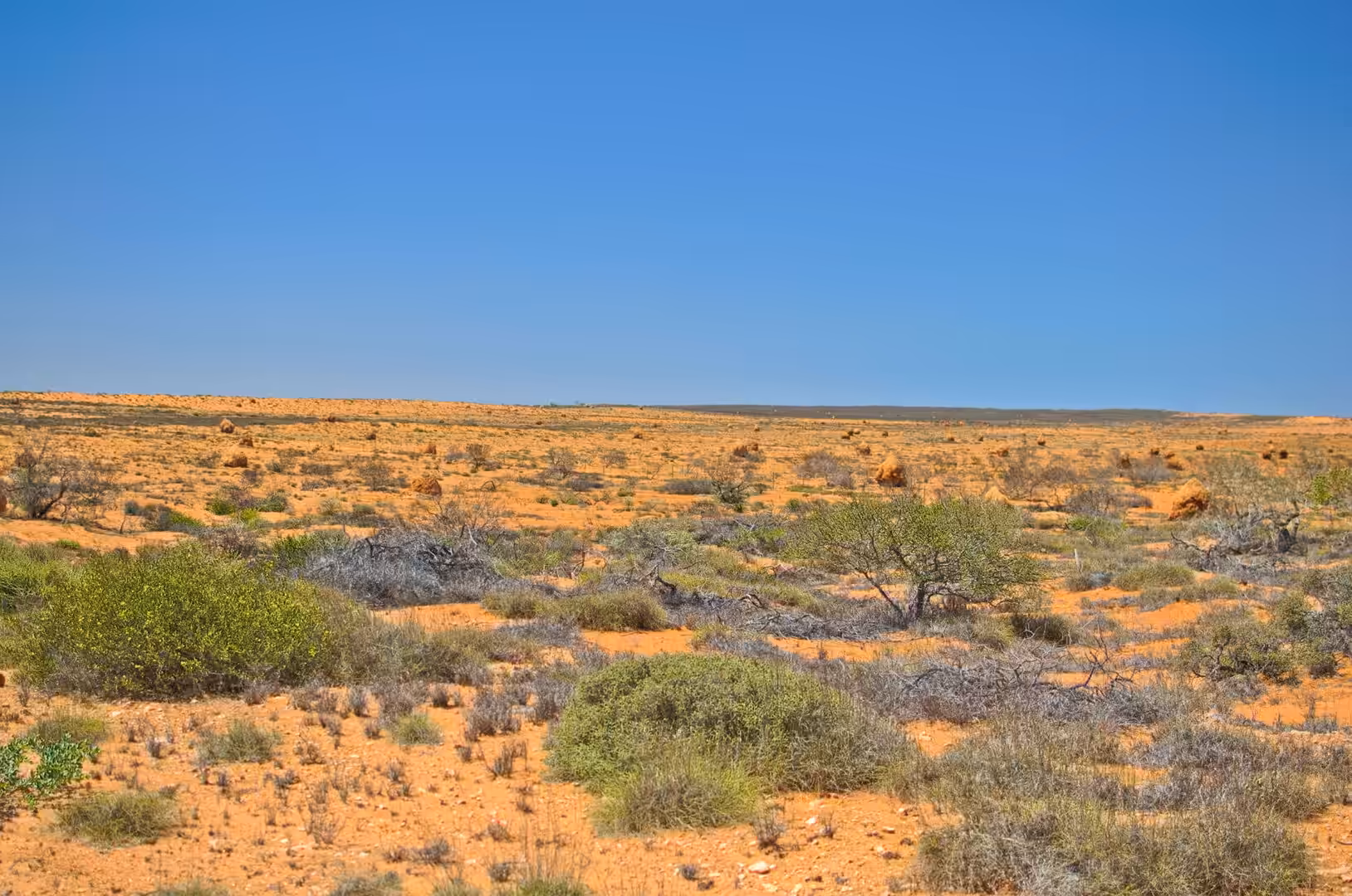 A flat red outback plain is dotted with green shrubs and low scrub under a blue sky.