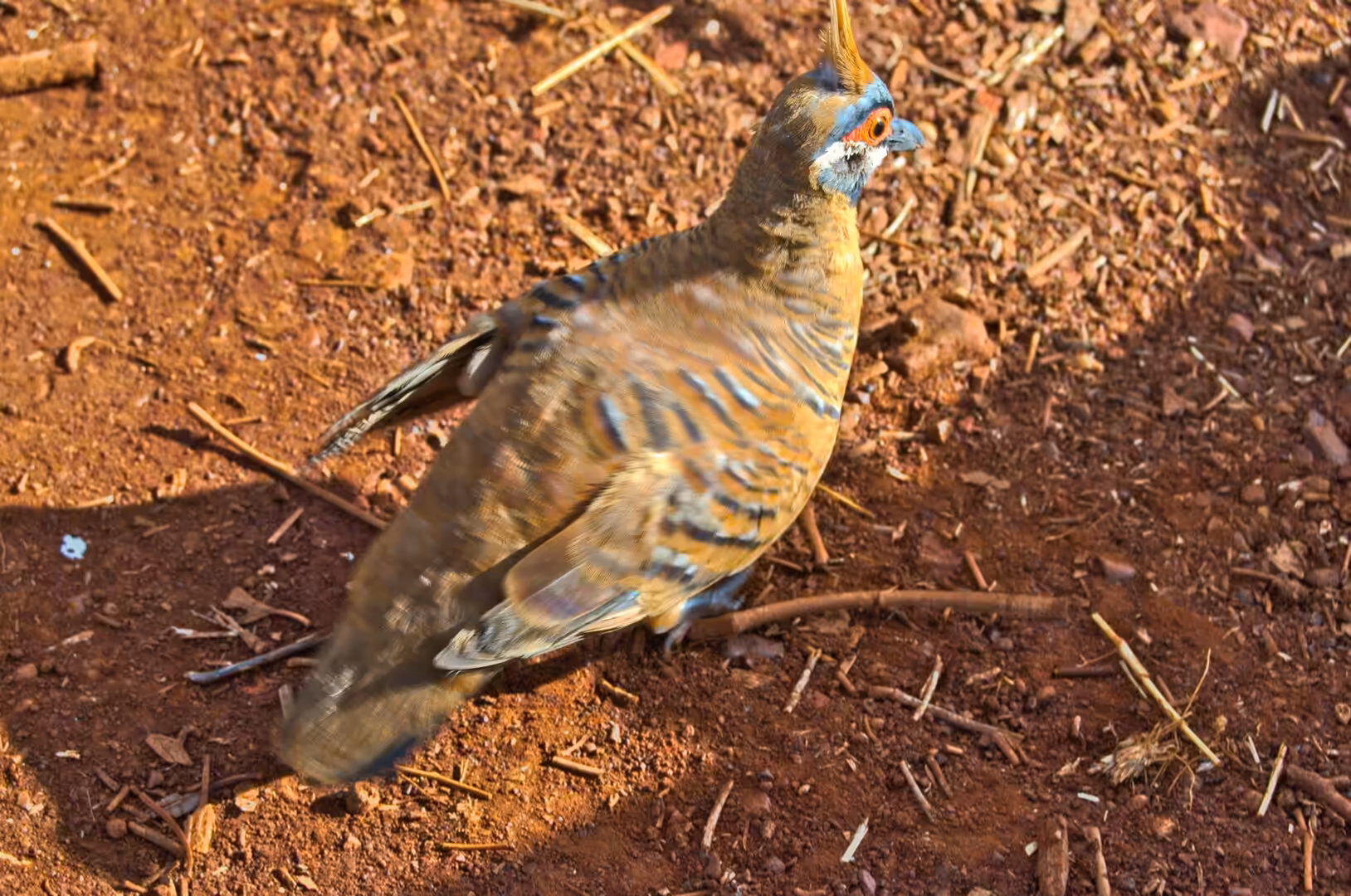 A plump brown bird with a yellow crest, orange eye and blue-barred wings rests on red gravel.