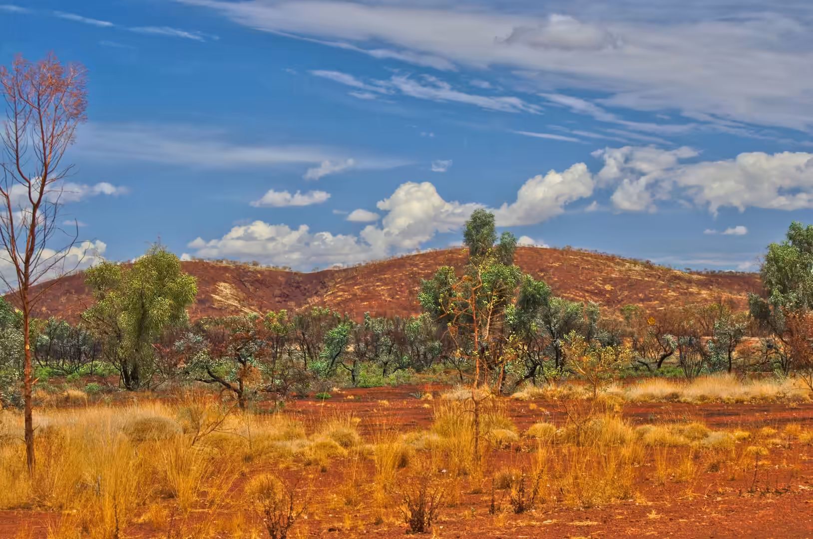 A bare red tree rises over golden spinifex and green eucalypts backed by a scrub-covered red hill.