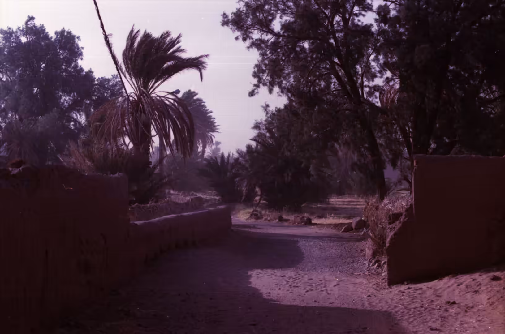 Dusty road bordered by mud walls and palm trees in an oasis landscape