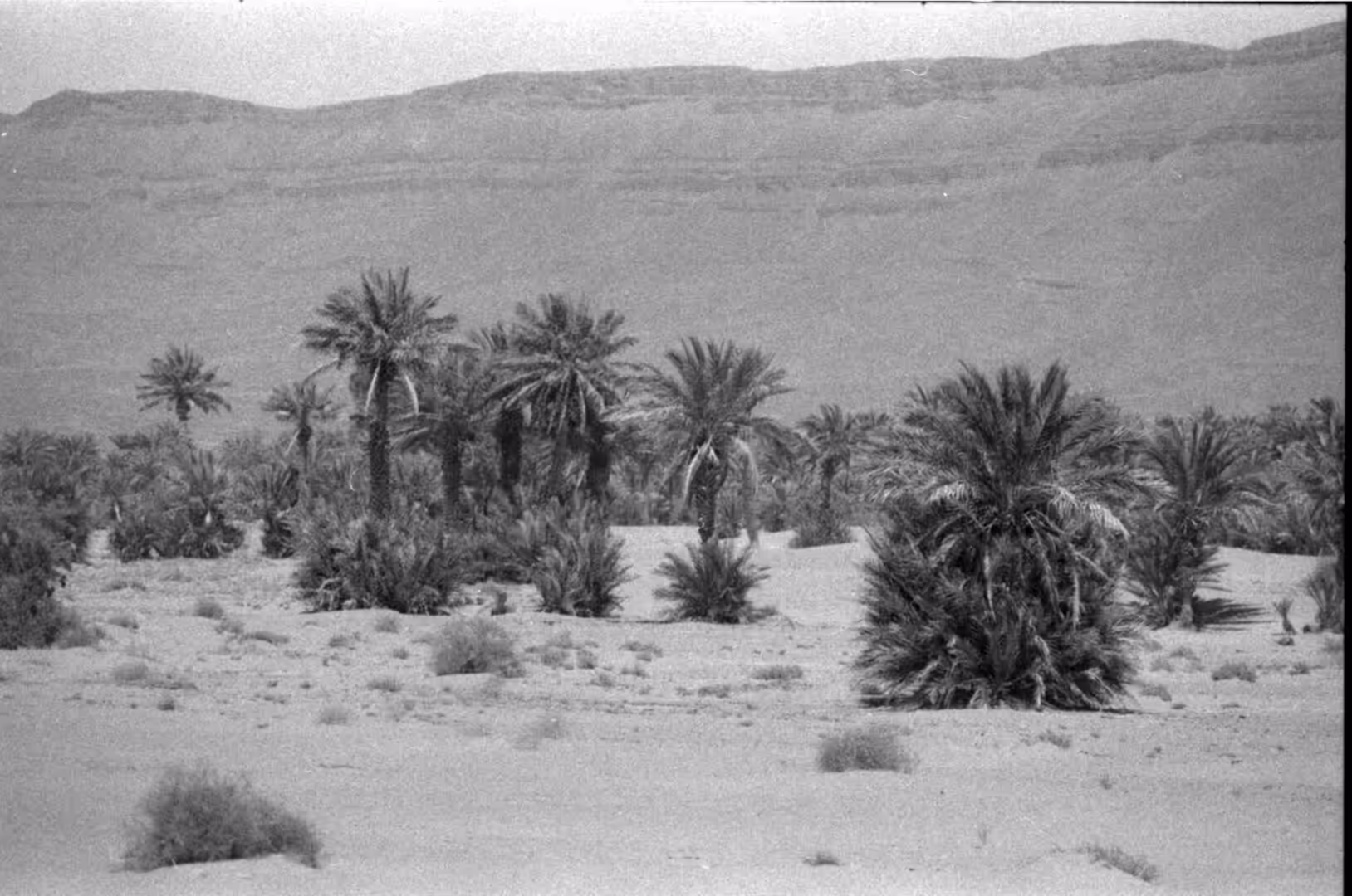 Palm grove scattered across sandy desert terrain in southern Morocco