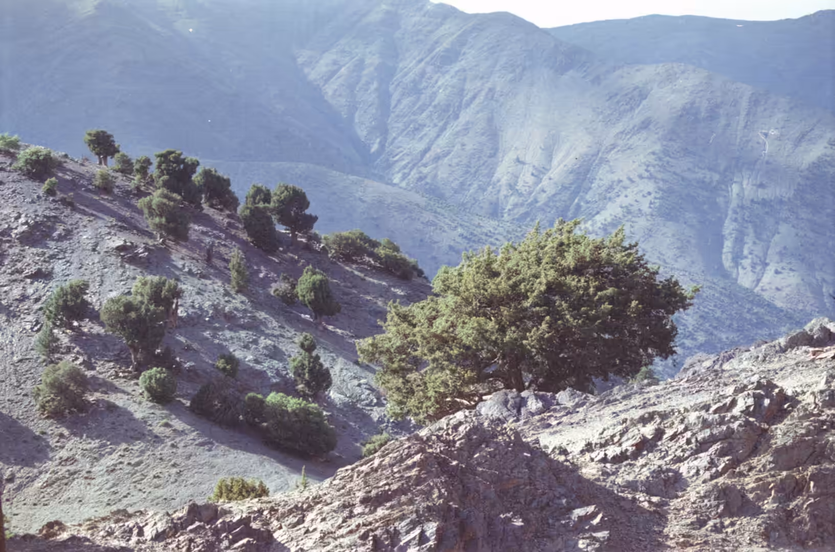 Sparse trees on a rocky hillside in the Atlas Mountains