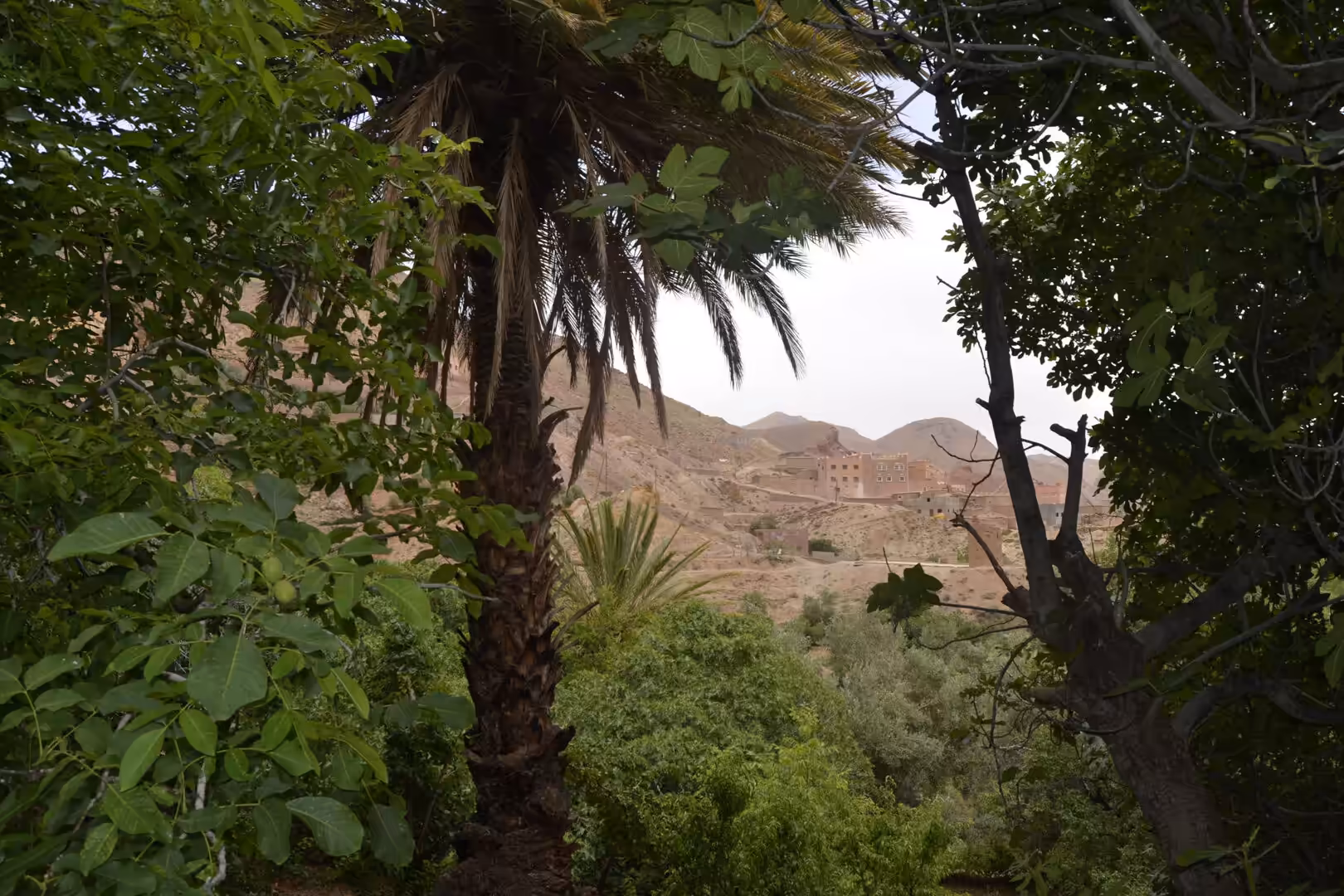 Palm trees framing village in Atlas Mountains valley