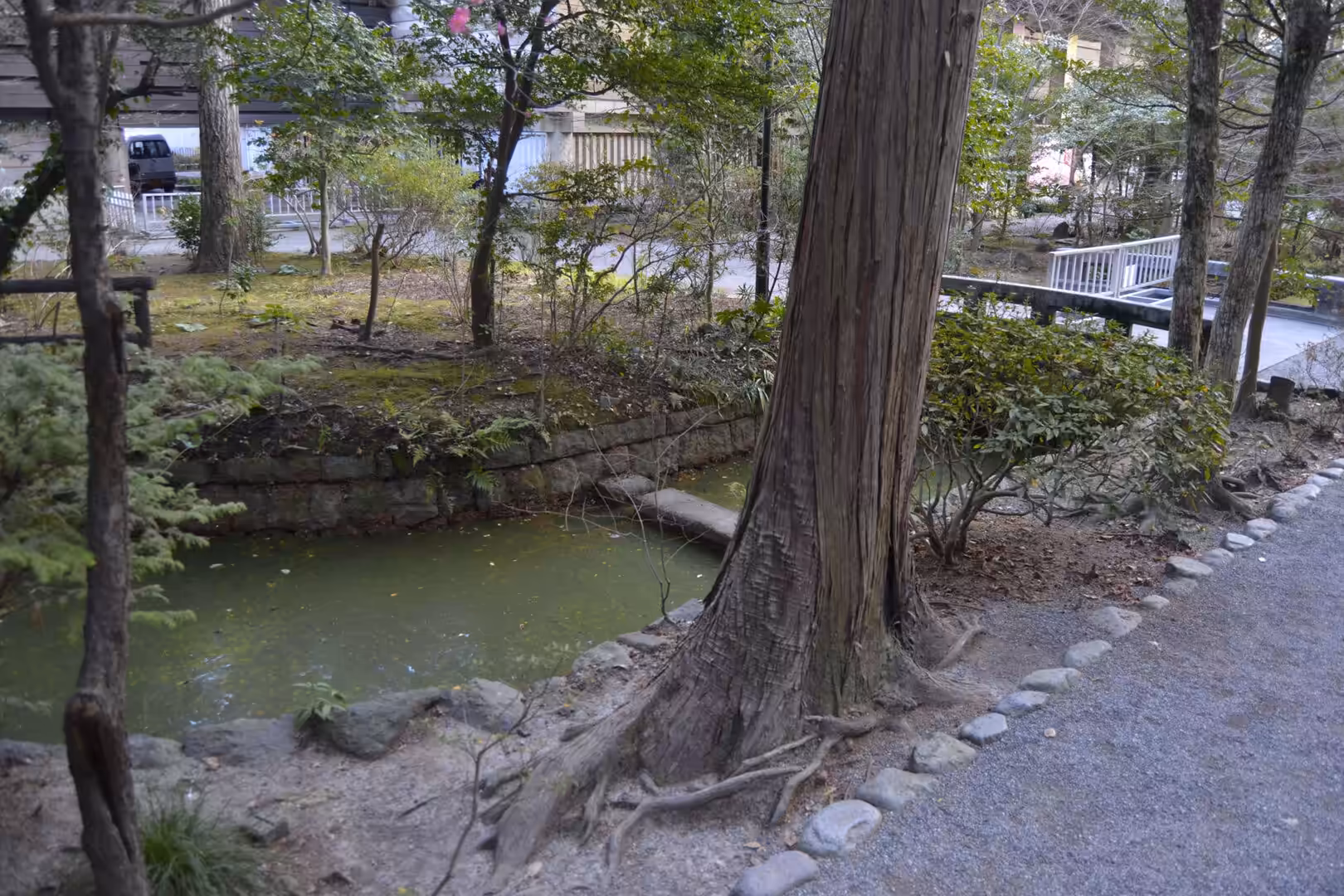 A gnarled tree with exposed roots stands beside a small pond edged with stones in a Kamakura park.