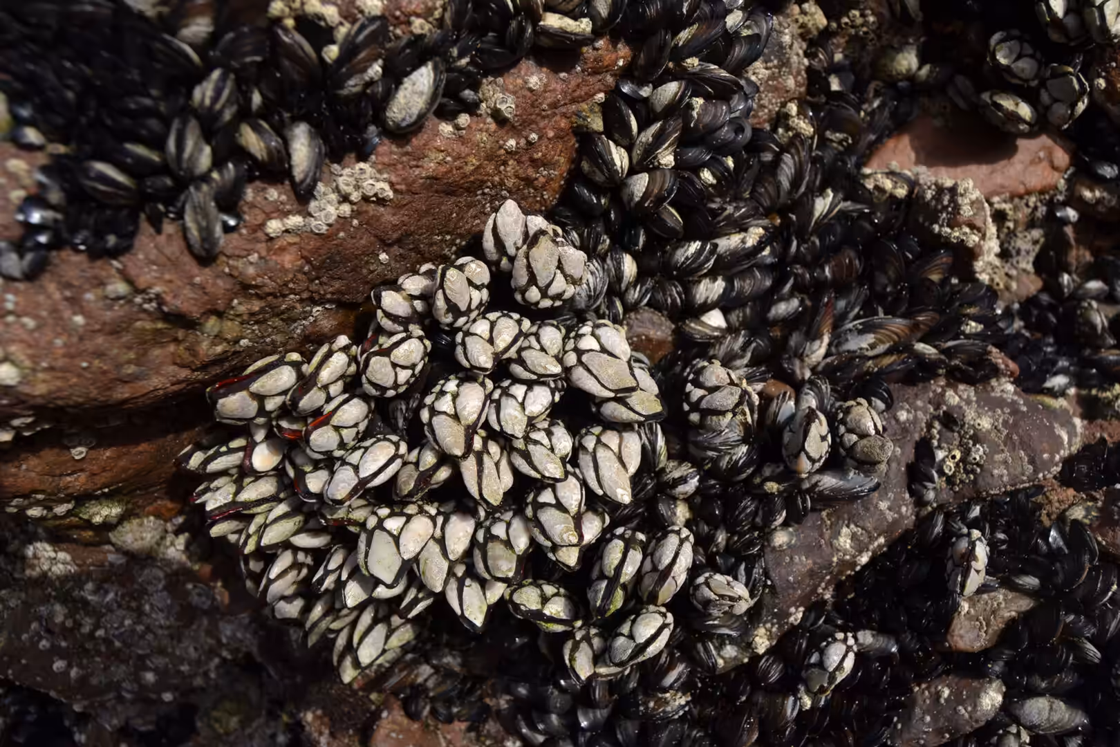 Cluster of goose barnacles and mussels attached to coastal rocks on the Atlantic shore of Morocco