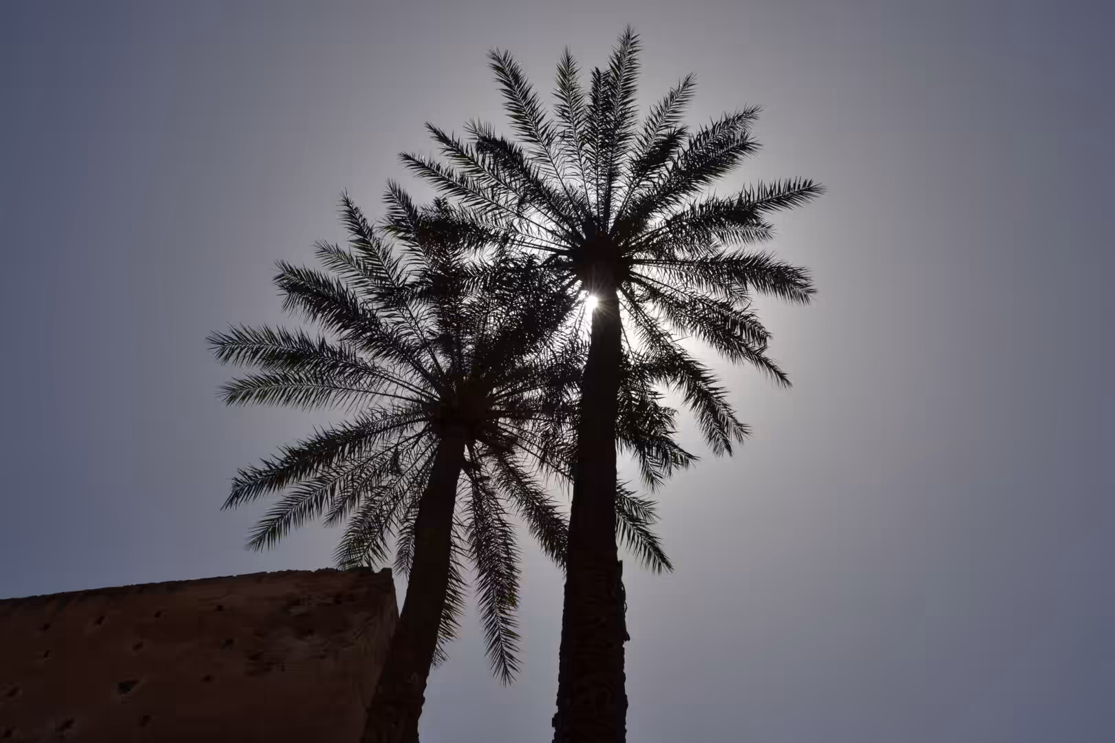 Silhouetted palm trees against the sky in Marrakech