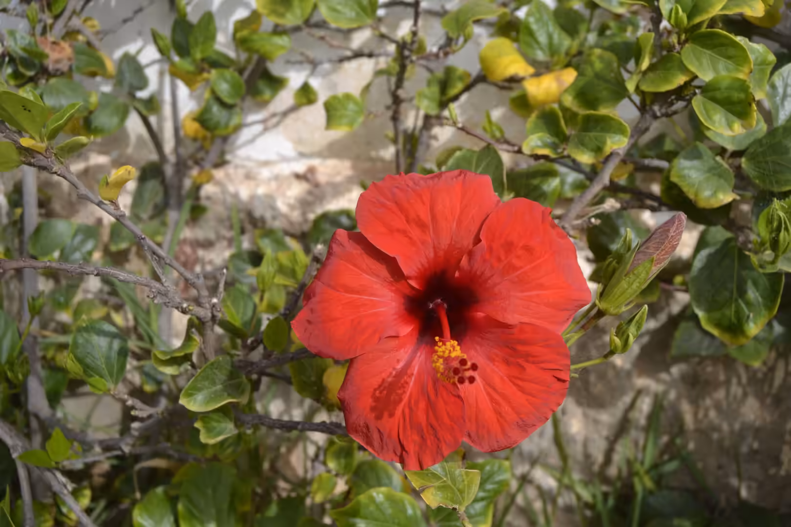 Red hibiscus flower blooming on a shrub in Morocco