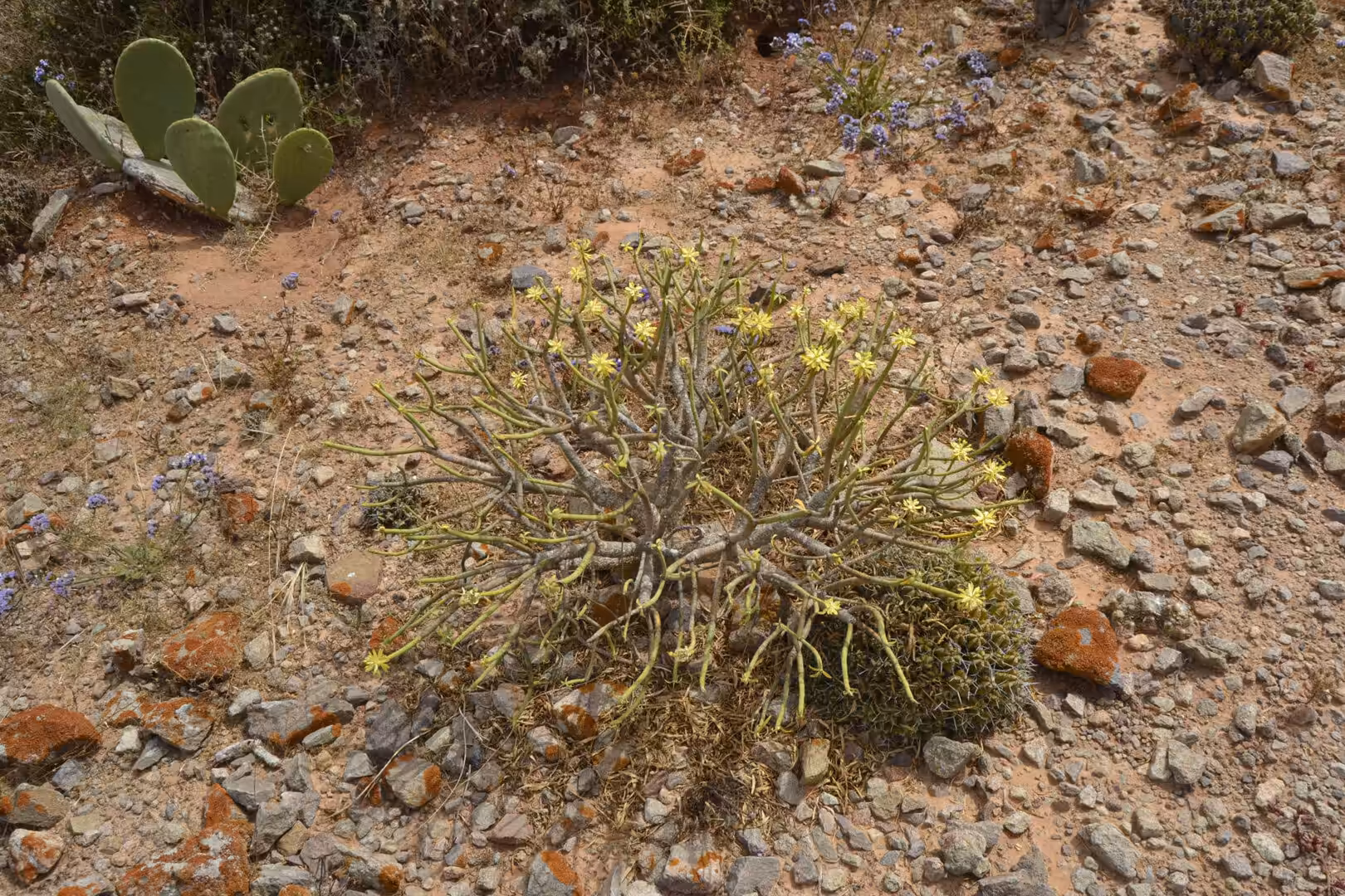 Desert plant with small yellow flowers on rocky ground south of Sidi Ifni, Morocco