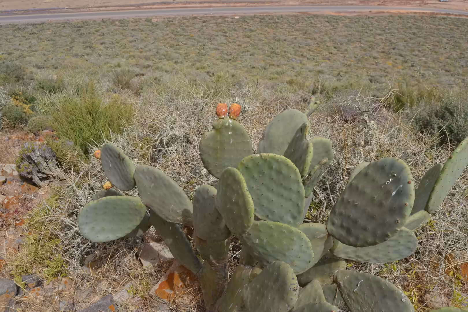 Prickly pear cactus with fruit growing in dry landscape near Sidi Ifni, Morocco