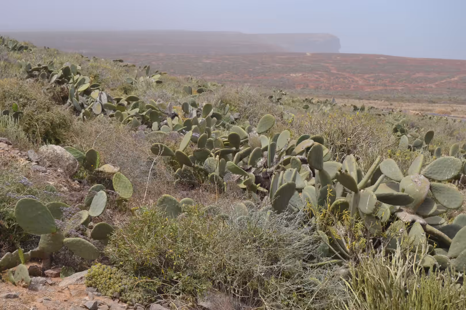 Prickly pear cacti covering coastal hillside south of Sidi Ifni, Morocco