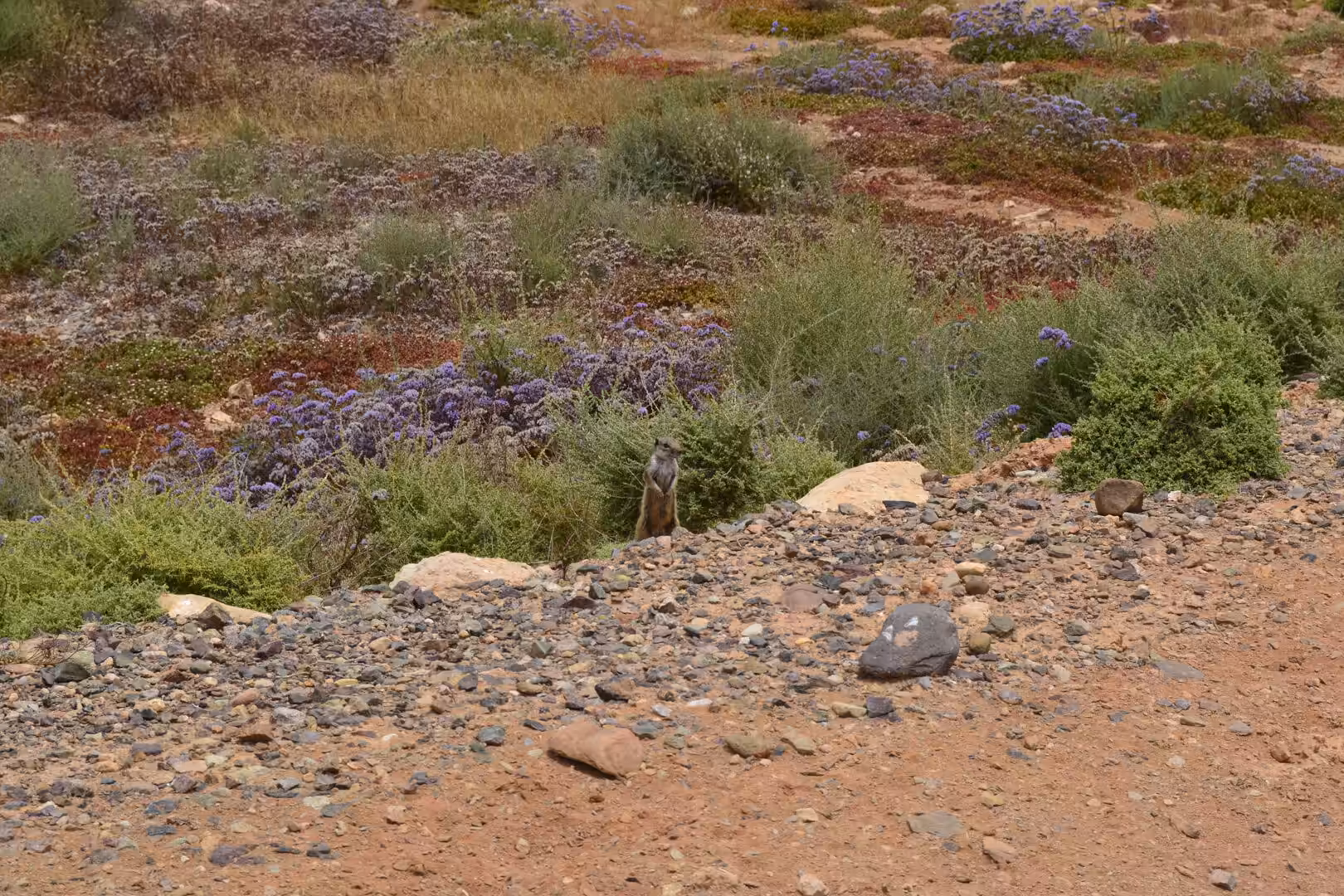 Barbary ground squirrel beside a road in coastal desert landscape