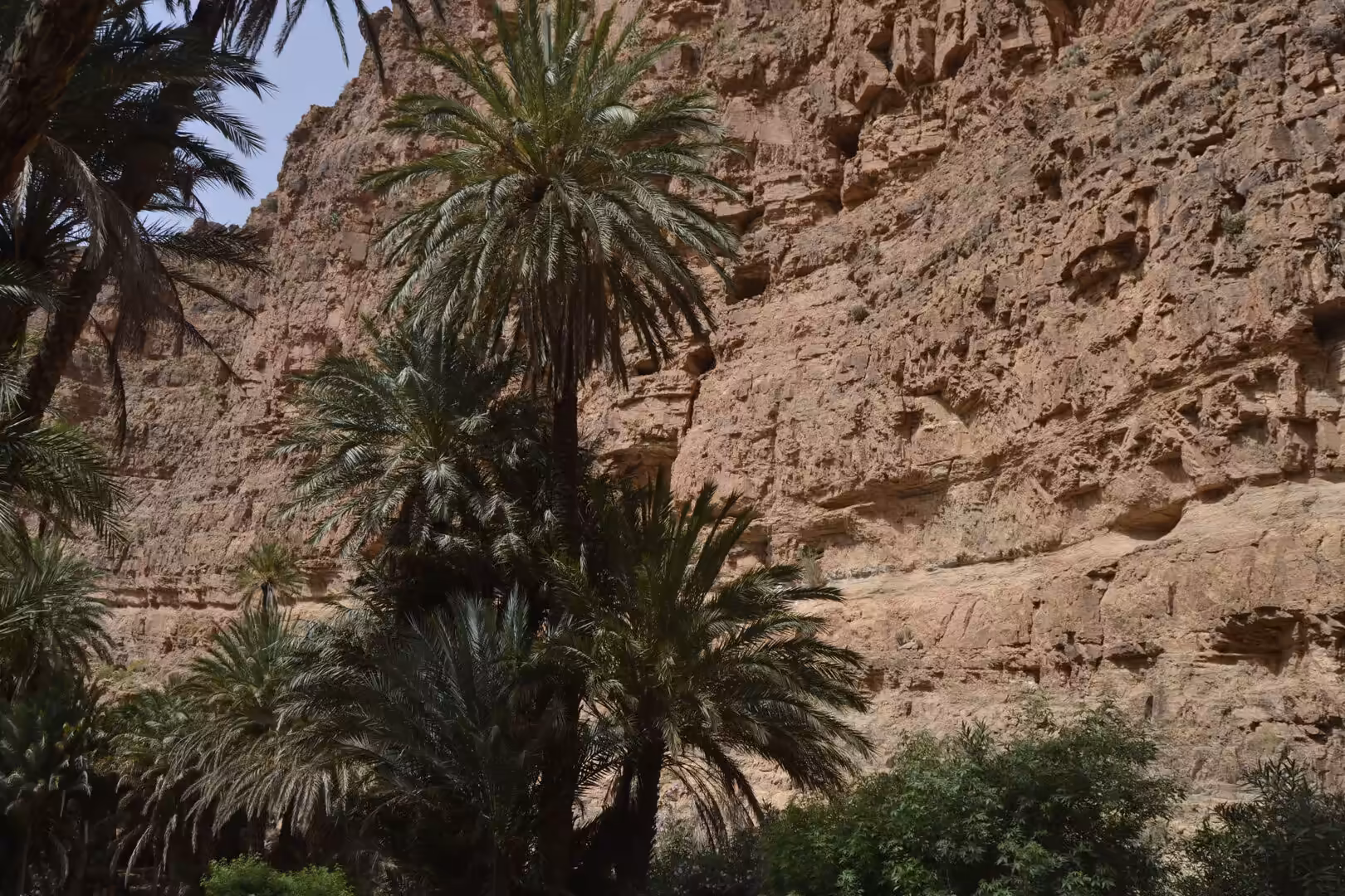 Palm trees growing at the base of canyon cliffs in the Anti-Atlas Mountains, Morocco