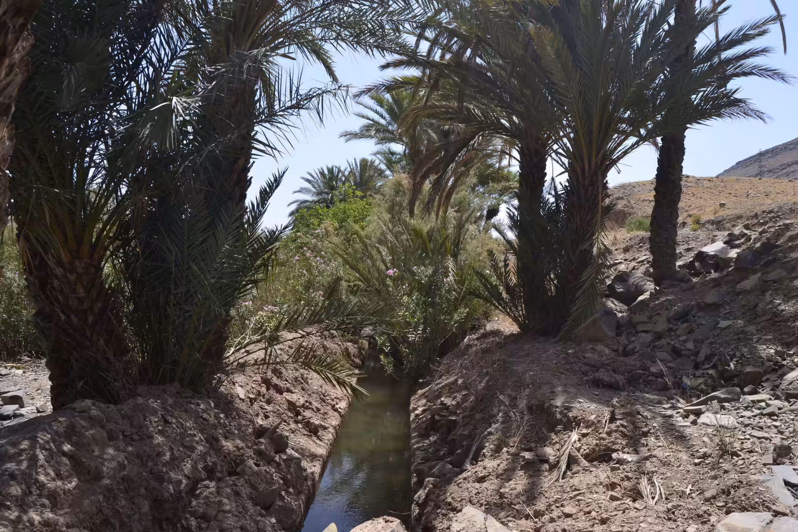 Irrigation canal running through a palm oasis