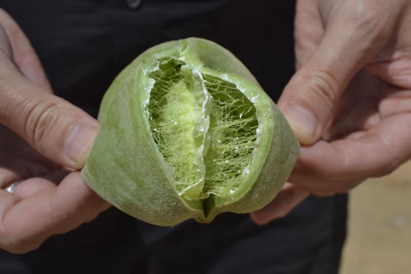 Hands holding opened desert milkweed fruit pod